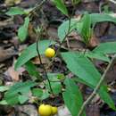 Image of Solanum campylacanthum subsp. campylacanthum
