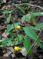 Image de Solanum campylacanthum Hochst. ex A. Rich.