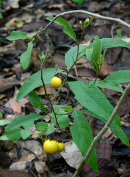 Image de Solanum campylacanthum Hochst. ex A. Rich.