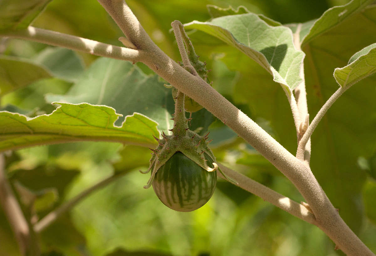 Image of nightshade