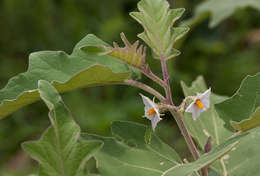 Image of nightshade