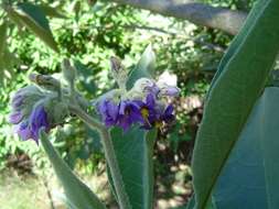 صورة Solanum mauritianum Scop.