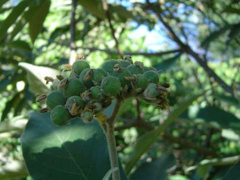 Image of earleaf nightshade