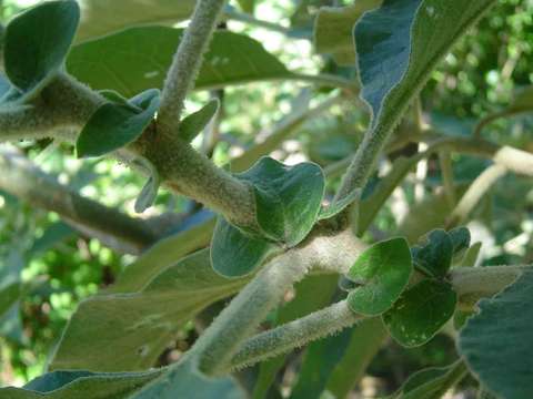 Image of earleaf nightshade