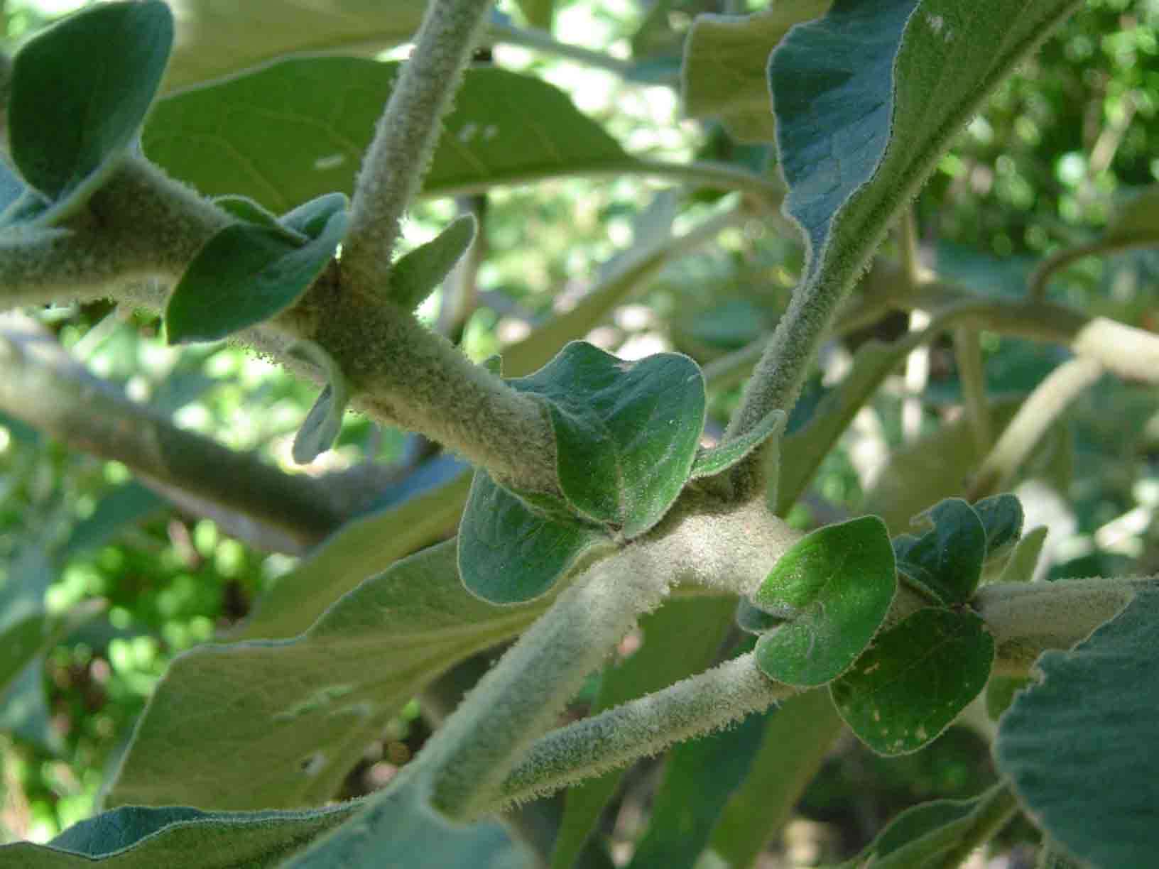 صورة Solanum mauritianum Scop.