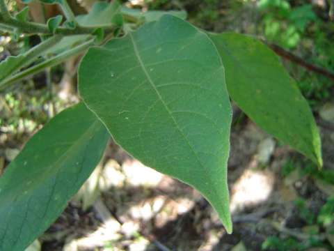 Imagem de Solanum mauritianum Scop.