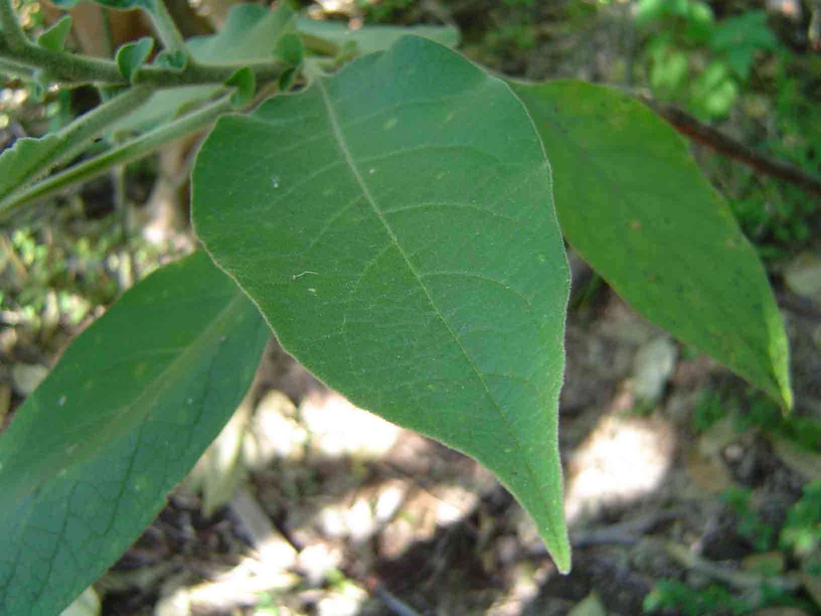 Image of earleaf nightshade