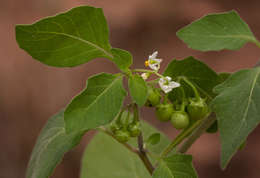 Image of European Black Nightshade