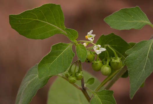 Plancia ëd Solanum nigrum L.