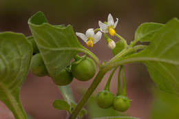 Image of European Black Nightshade