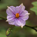 Solanum richardii (Dun.) Lemee的圖片