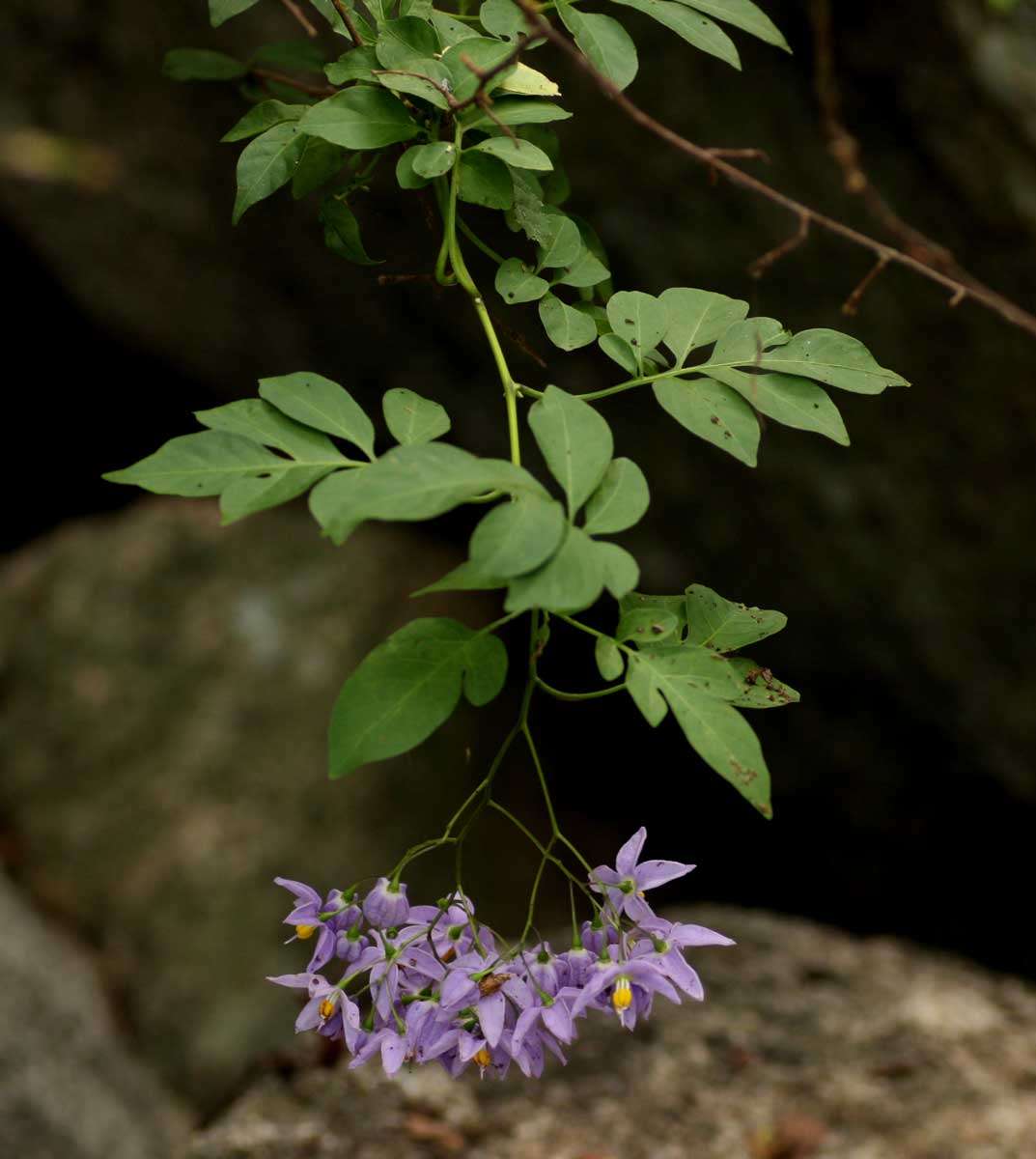Sivun Solanum botryophorum Ridl. kuva