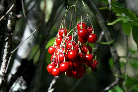 Image de Solanum botryophorum Ridl.