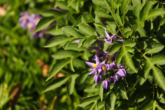 صورة Solanum botryophorum Ridl.