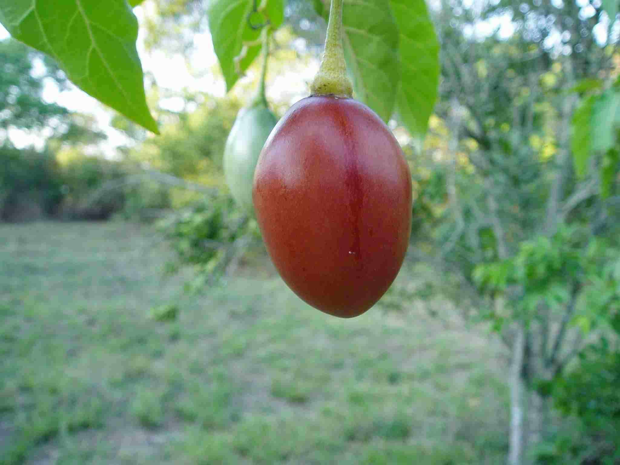 Image of Tamarillo