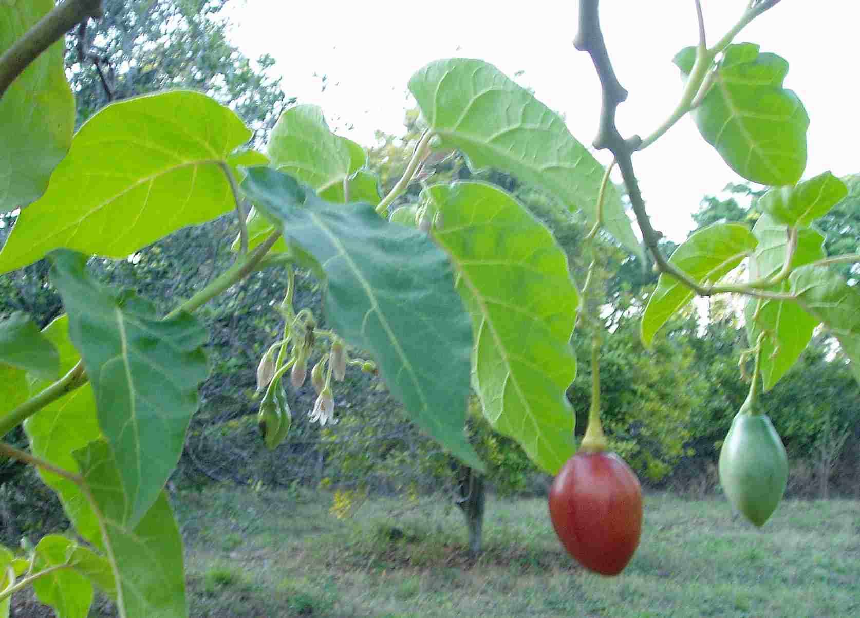 Image of Tamarillo