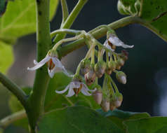 Image of Tamarillo