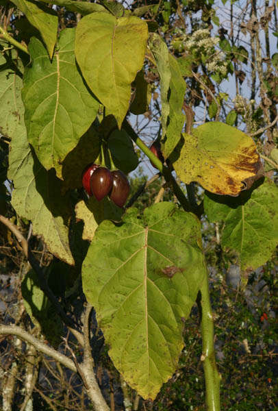 Image of Tamarillo