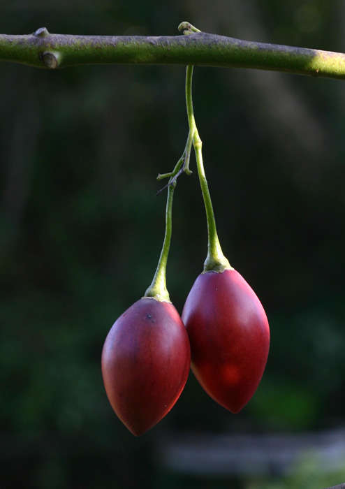 Image of Tamarillo