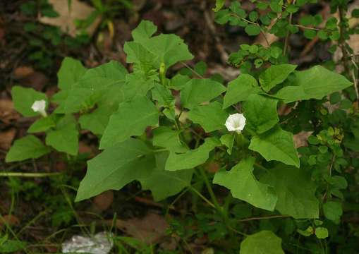 Image de Datura