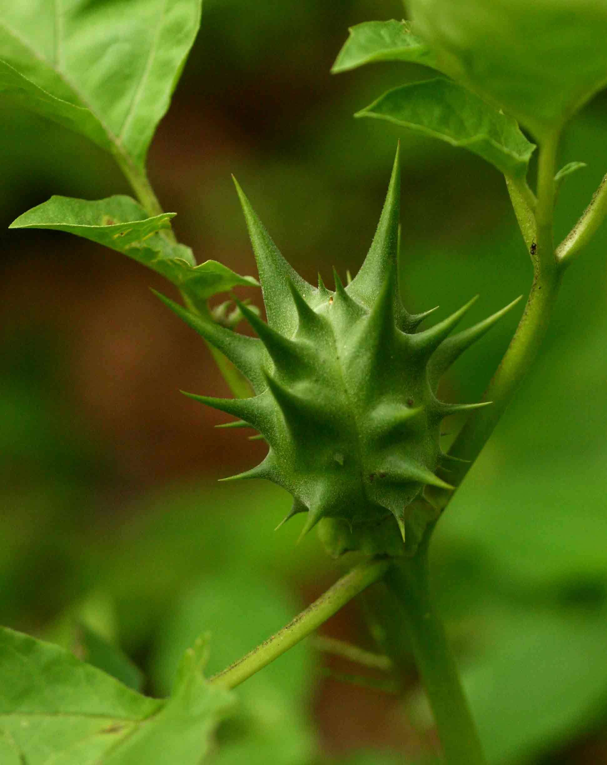 Слика од Datura