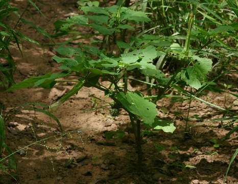 Image de <i>Datura inoxia</i> Mill.