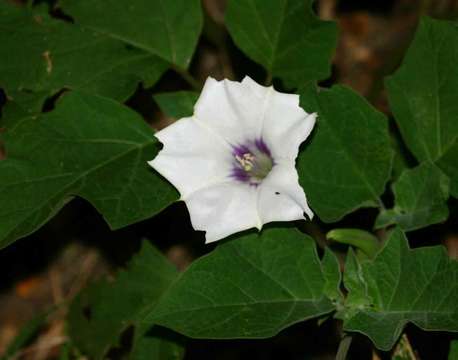 Image de <i>Datura inoxia</i> Mill.