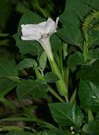 Image de <i>Datura inoxia</i> Mill.