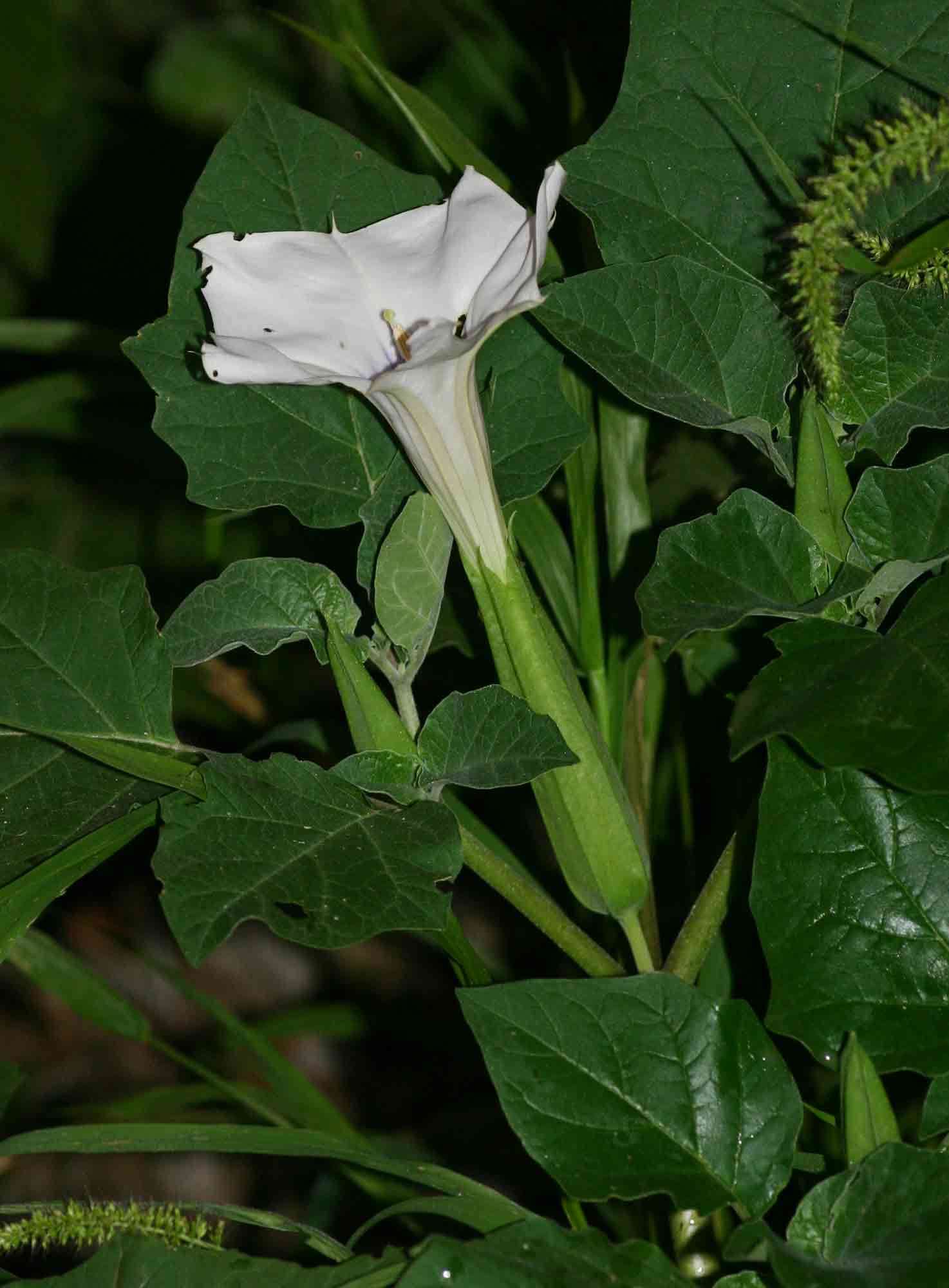 Image de <i>Datura inoxia</i> Mill.