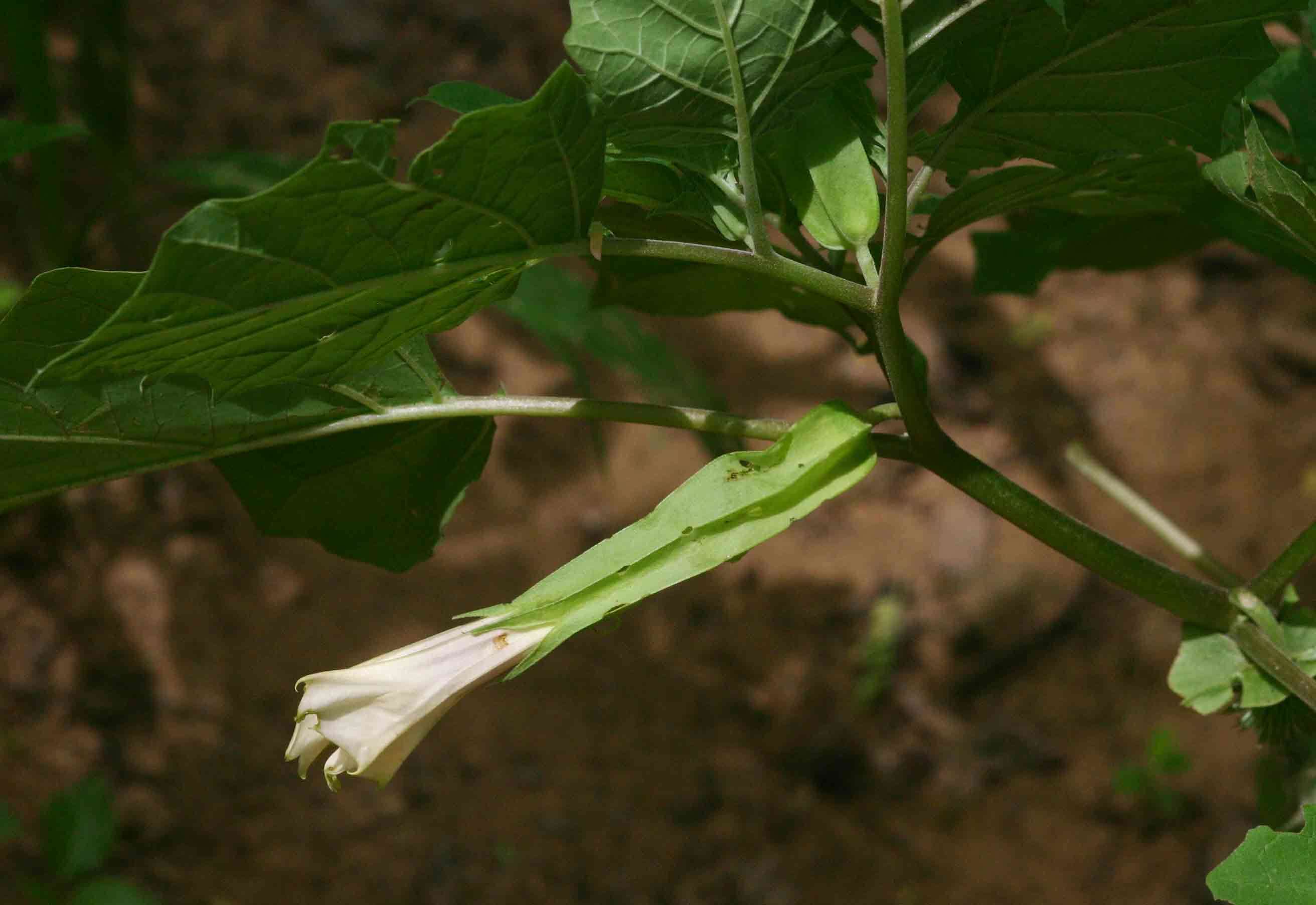 Image de <i>Datura inoxia</i> Mill.