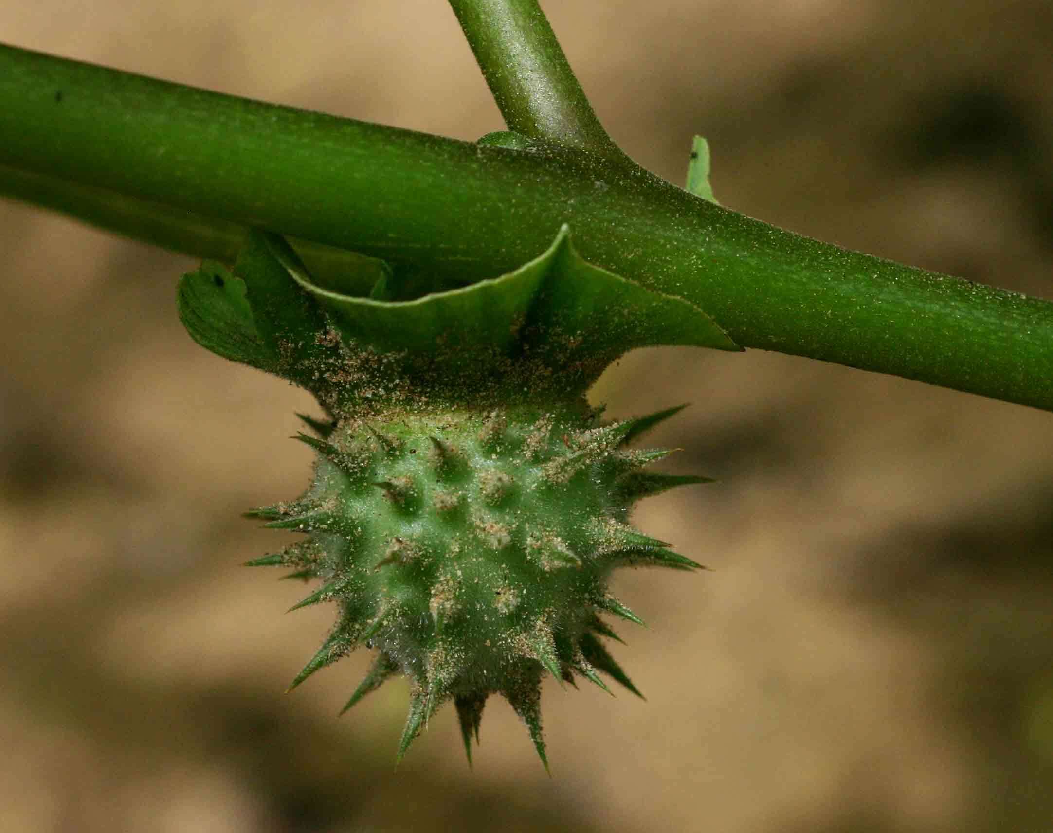 Image de <i>Datura inoxia</i> Mill.