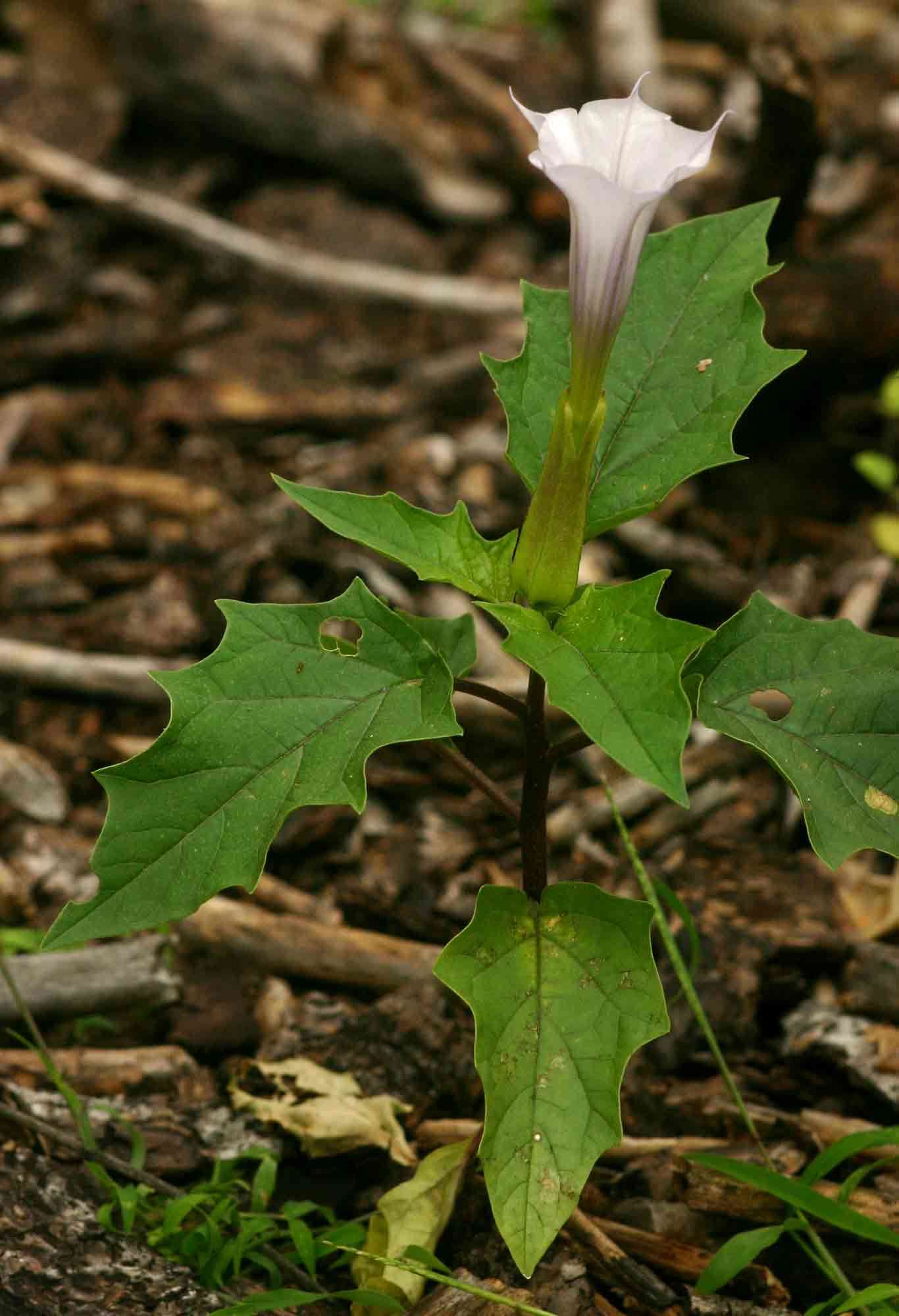 Image de Datura