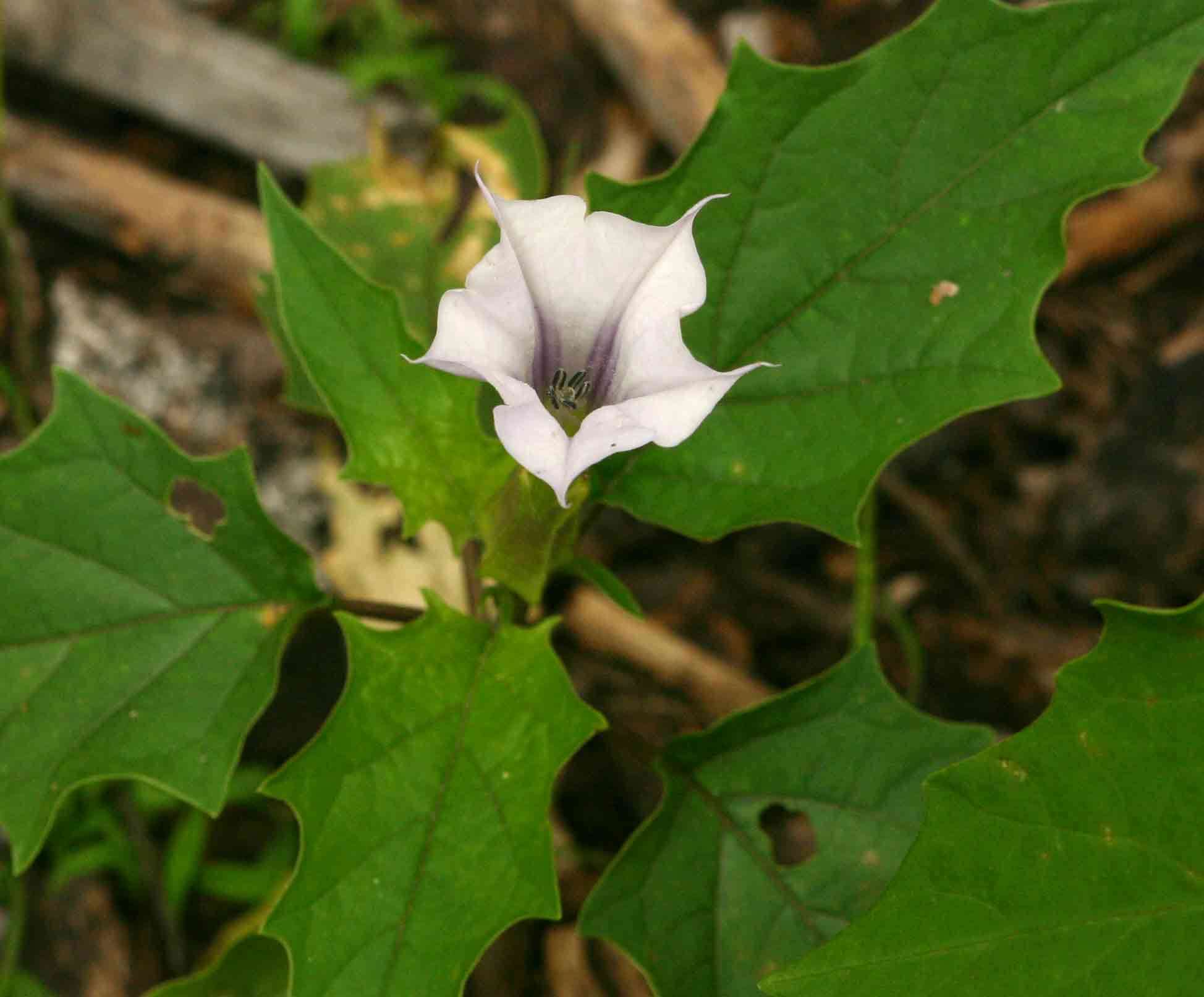 Image de Datura