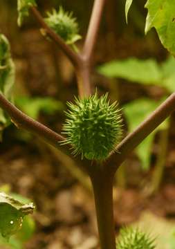 Image de Datura