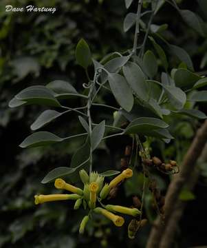 Image of tobacco