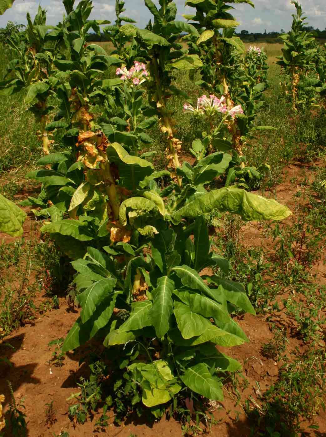 Image of tobacco