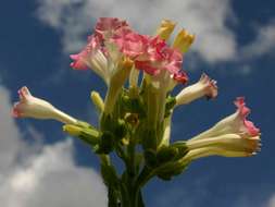 Image of tobacco