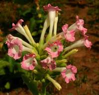 Image of tobacco