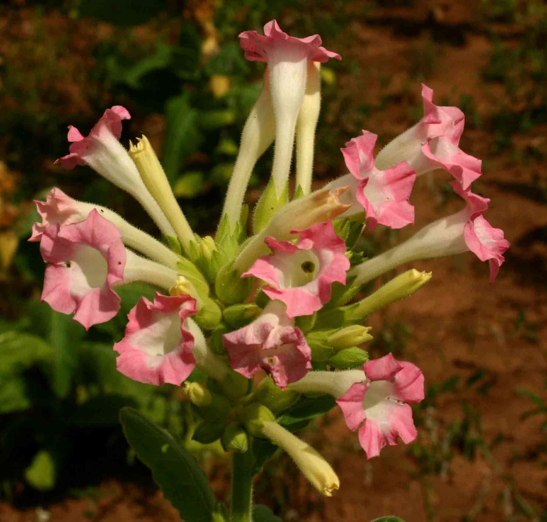 Plancia ëd Nicotiana