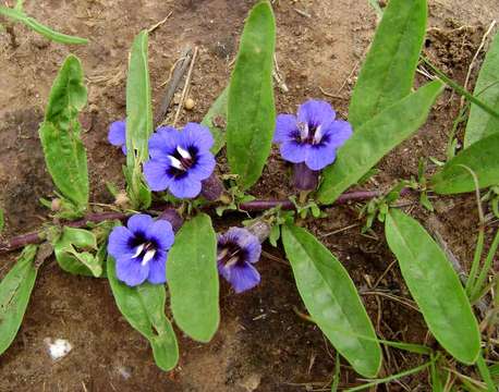 Image of Aptosimum decumbens Schinz