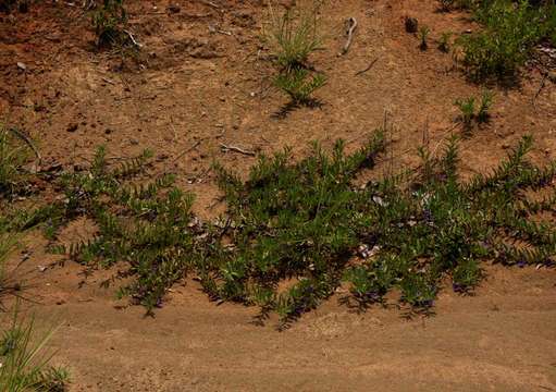 Image de Aptosimum decumbens Schinz