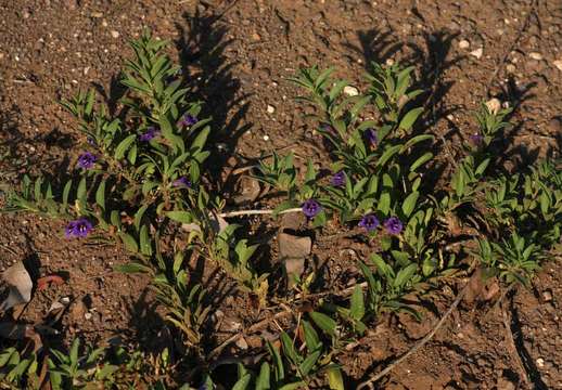 Image of Aptosimum decumbens Schinz