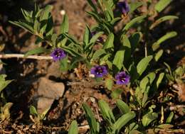 Aptosimum decumbens Schinz resmi