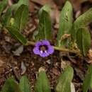 Image of Aptosimum decumbens Schinz