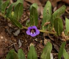 Aptosimum decumbens Schinz resmi