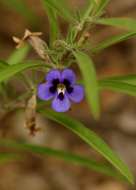 Image of Carpet flower