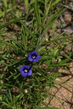 Image of Carpet flower