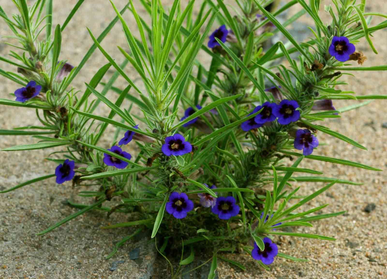 Image of Carpet flower