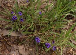 Image of Carpet flower