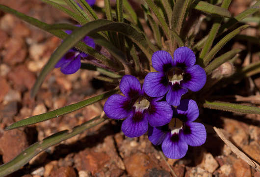 Image of Carpet flower